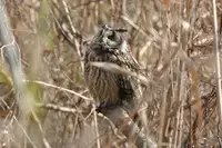 [Shiina] Noraneko Shoujo to no Kurashikata Ch. 4-14 [Chinese] [虎斑木菟漢化] [Digital]