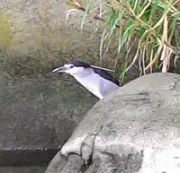 [Mikami Cannon] Sanchoume no Tama | Tama from Third Street 3 (Mecha Mucha H) [Chinese] [鸚鵡學舌個人漢化]