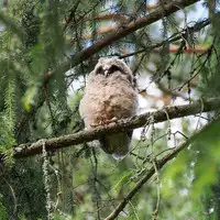 [Shiina] Noraneko Shoujo to no Kurashikata Ch. 4-13 [Chinese] [虎斑木菟漢化] [Digital]