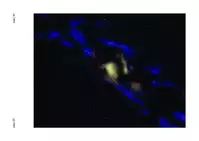 [Siluman Soft] Codex Libido : Mundus