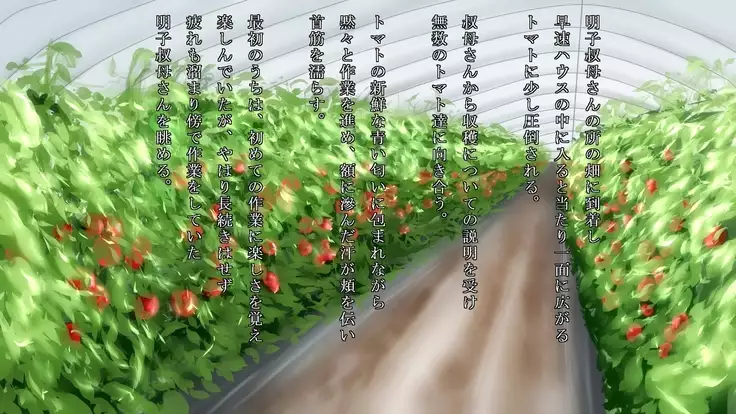 Akiko, Tomato Farmer