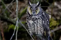 [Shinjima Saki] Hiiragi (MasqueraDead) [Chinese] [虎斑木菟漢化]